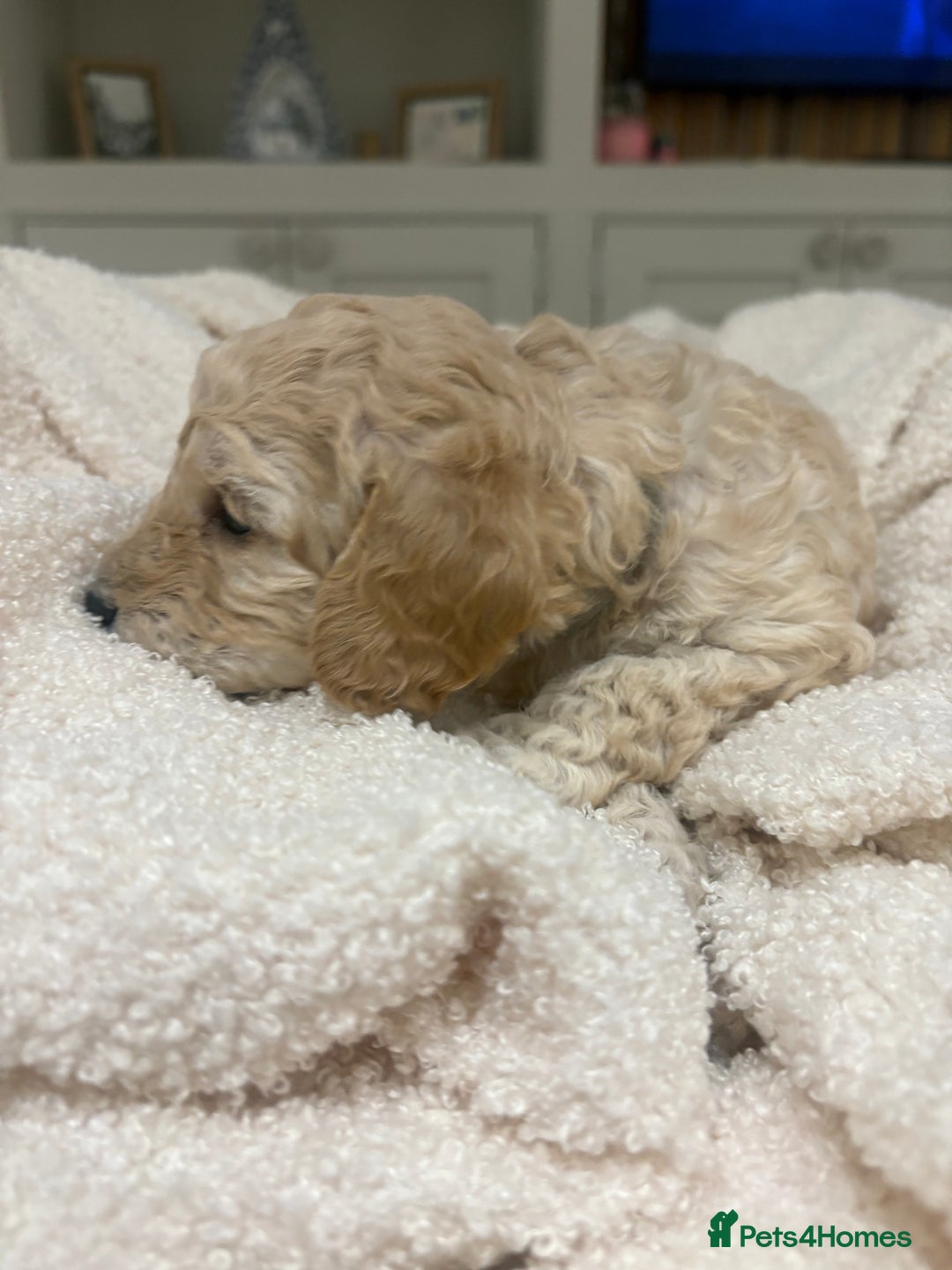 Cockapoo dogs for sale: Adorable 3 week old Cockapoo Puppies!!  - Advert 9