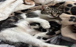 Mixed Breed cats for sale: Beautiful black and white kittens - Image 5