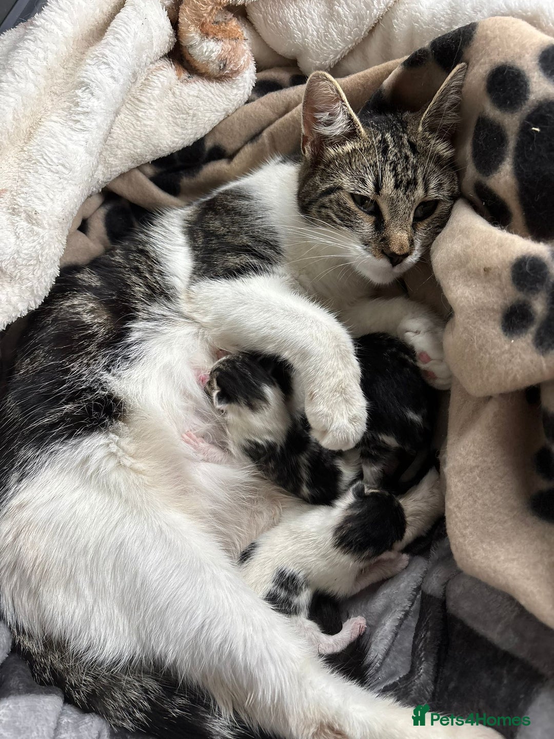 Mixed Breed cats for sale: Beautiful black and white kittens - Image 5