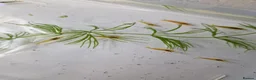 Shrimps fish for sale: Yellow Cherry Shrimp – Neocaridina Aquarium Shrimp - Advert 5