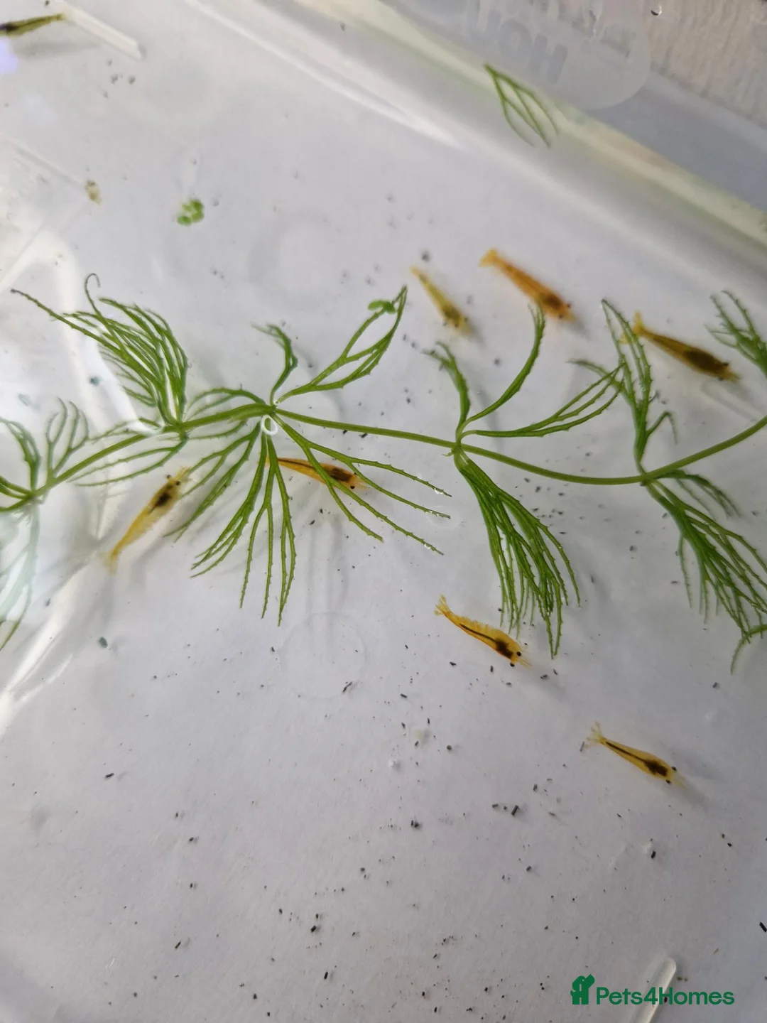 Shrimps fish for sale: Yellow Cherry Shrimp – Neocaridina Aquarium Shrimp - Advert 5