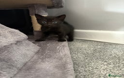 Domestic Shorthair cats for sale: kittens for sale ‼️❗️‼️❗️ - Image 3