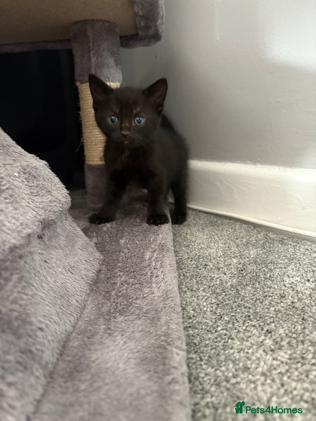 Domestic Shorthair cats for sale: kittens for sale ‼️❗️‼️❗️ - Image 3