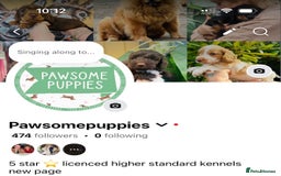 Miniature Poodle dogs for sale: Wow 🤩 how stunning  - Image 11