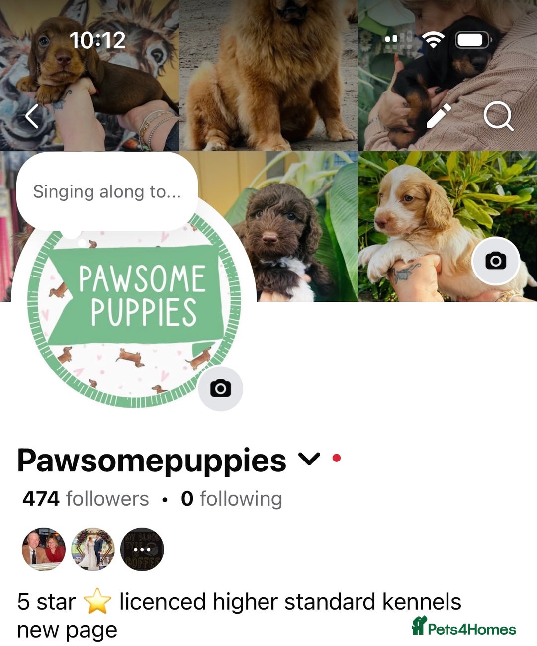 Miniature Poodle dogs for sale: Wow 🤩 how stunning  - Image 11