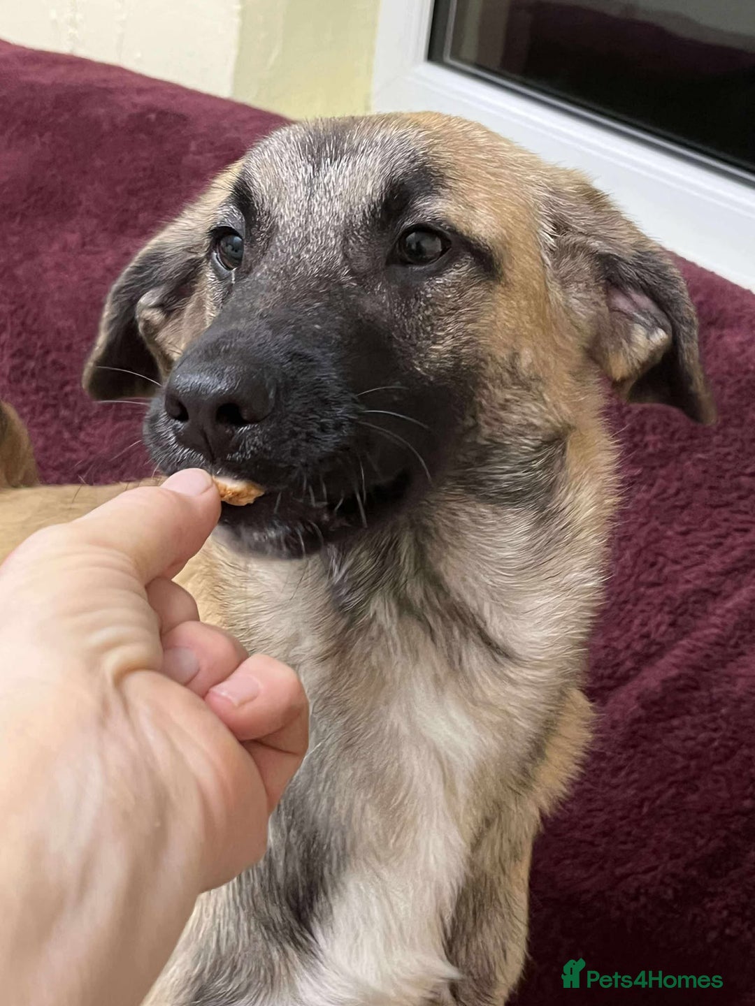 Mixed Breed dogs for adoption: MUFFIN - Advert 3