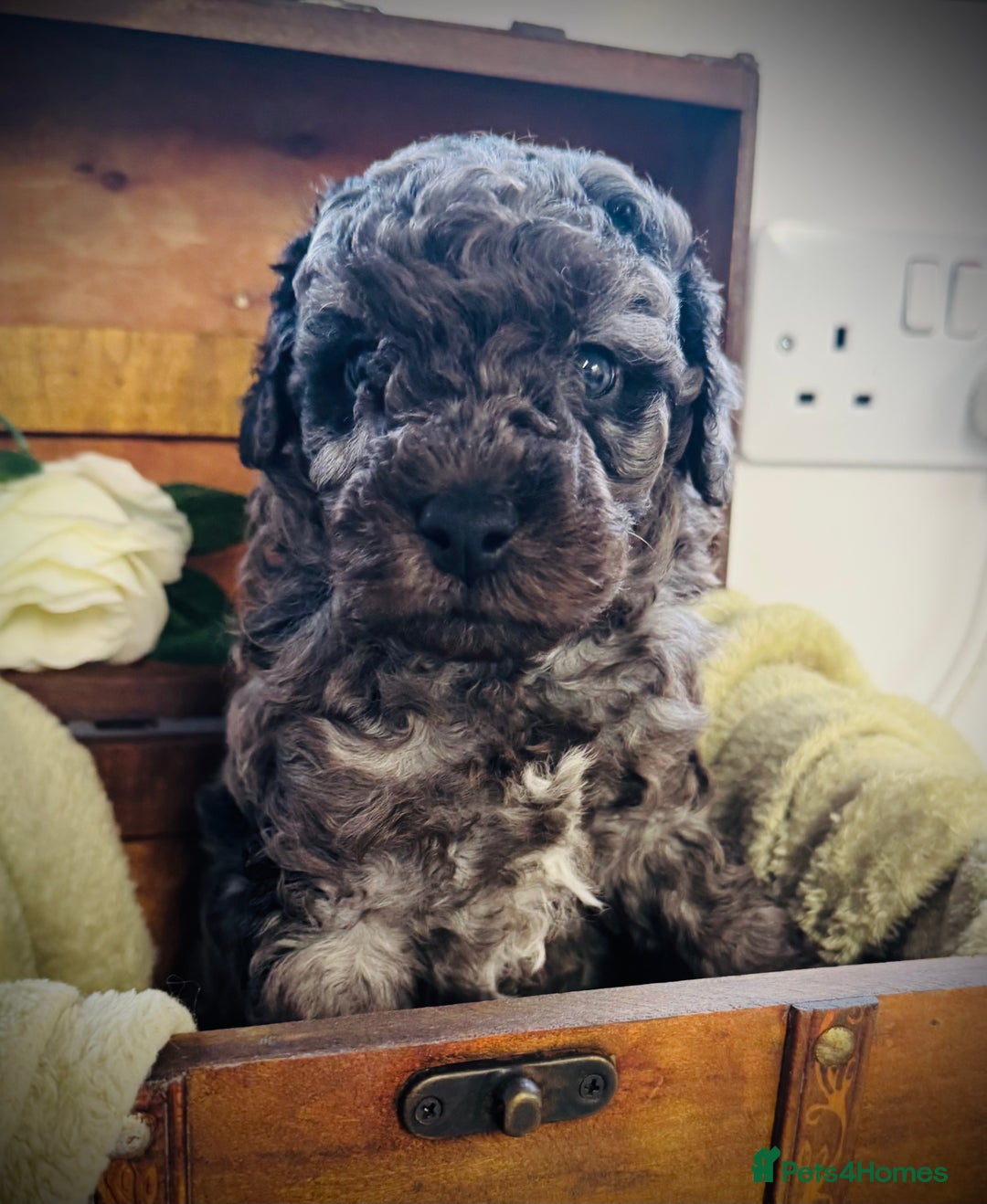 Cavapoochon dogs for sale: F1b Cavapoochon  - Image 32