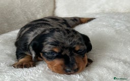 Miniature Dachshund dogs for sale: 1 boy left beautiful silver dapple boys  - Image 10