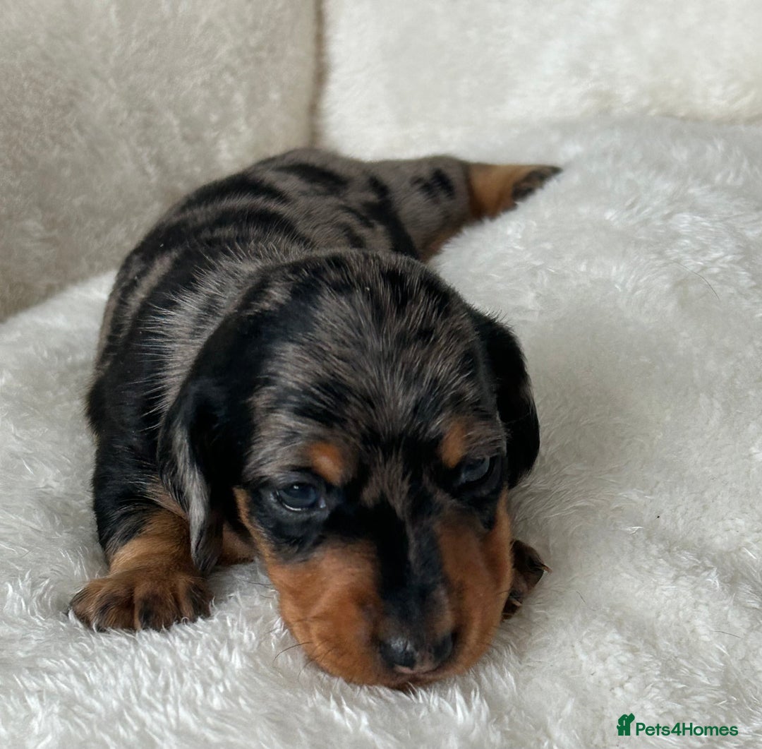 Miniature Dachshund dogs for sale: 1 boy left beautiful silver dapple boys  - Image 10
