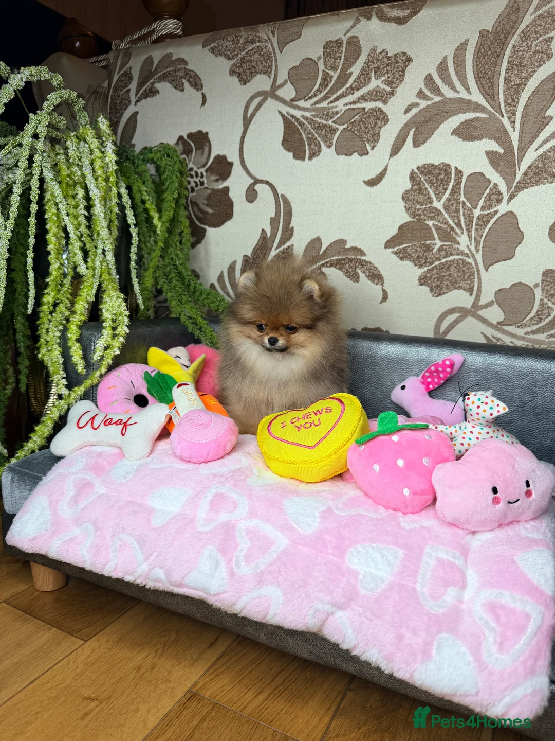Pomeranian dogs for sale: Orange teddy bear type Pomeranian boy and girl - Advert 18