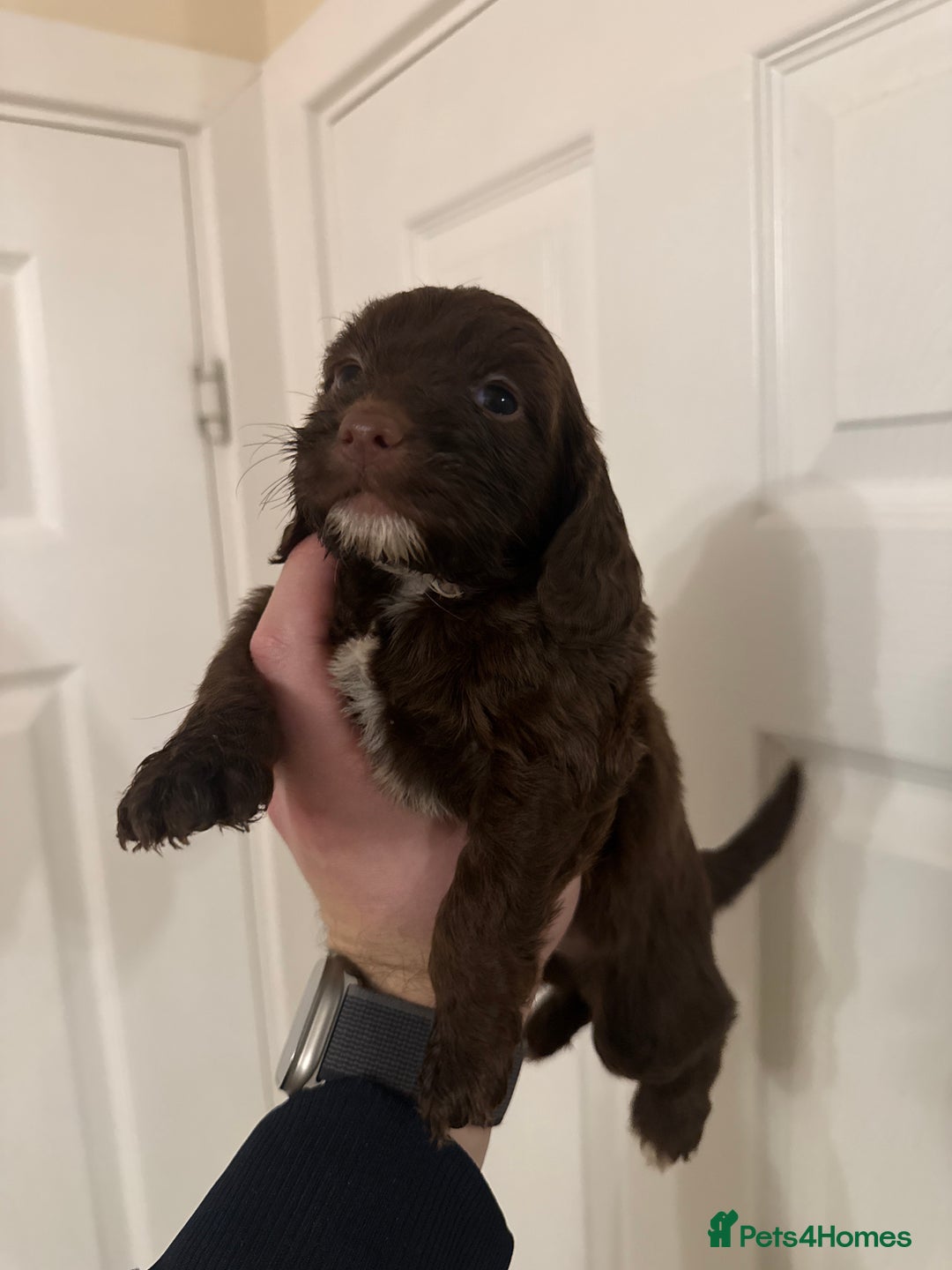 Mixed Breed dogs for sale: Beautiful Cocker Sproodles Puppies!  - Advert 18