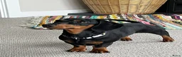 Miniature Dachshund dogs for sale: Miniature Dachshund Puppies, KC & Health Checked - Advert 3