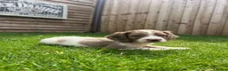 Cockapoo dogs for sale: Stunning F1 Miniature Cockerpoo Puppies - Advert 20