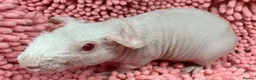 Guinea Pig rodents for sale: Female Skinny pigs in Swindon - Advert 9