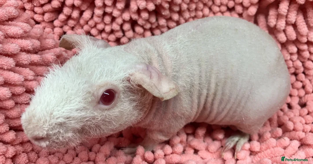 Guinea Pig rodents for sale: Female Skinny pigs in Swindon - Advert 9