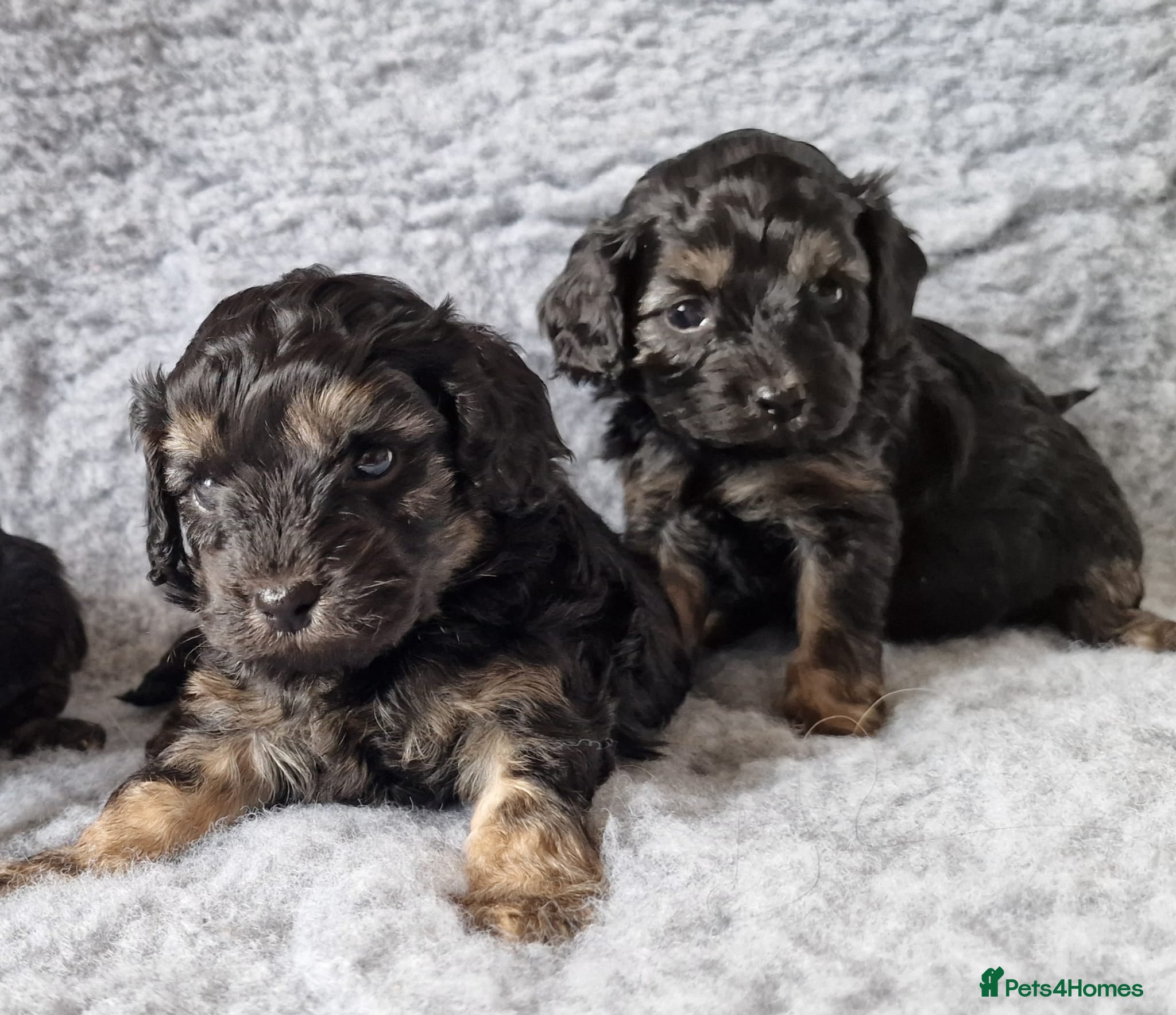 Cavapoo dogs Champagne and Black Tan Cavapoo Pups - Advert 2