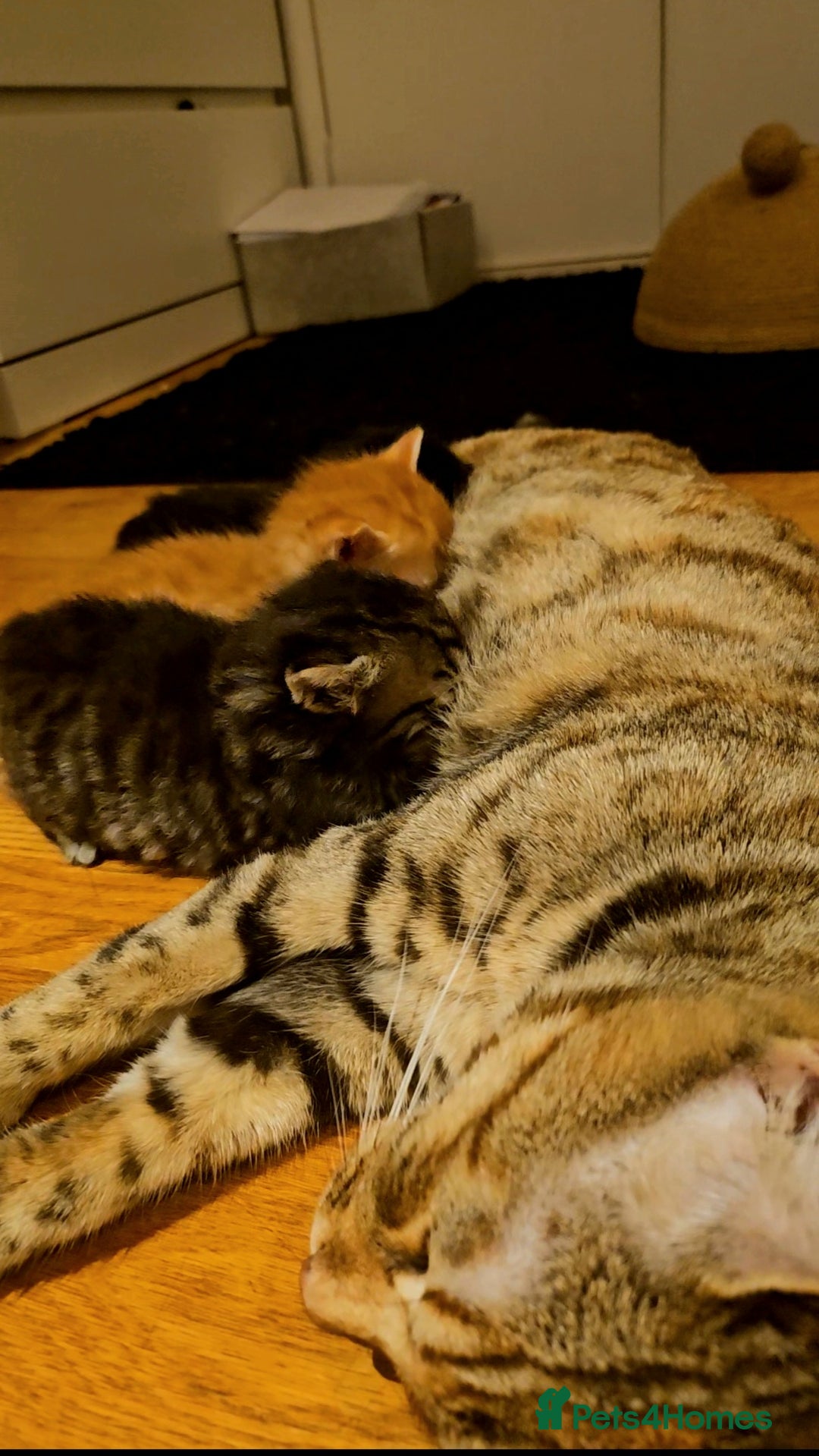 Mixed Breed cats for sale: Elven Bengal Mixes - Advert 10
