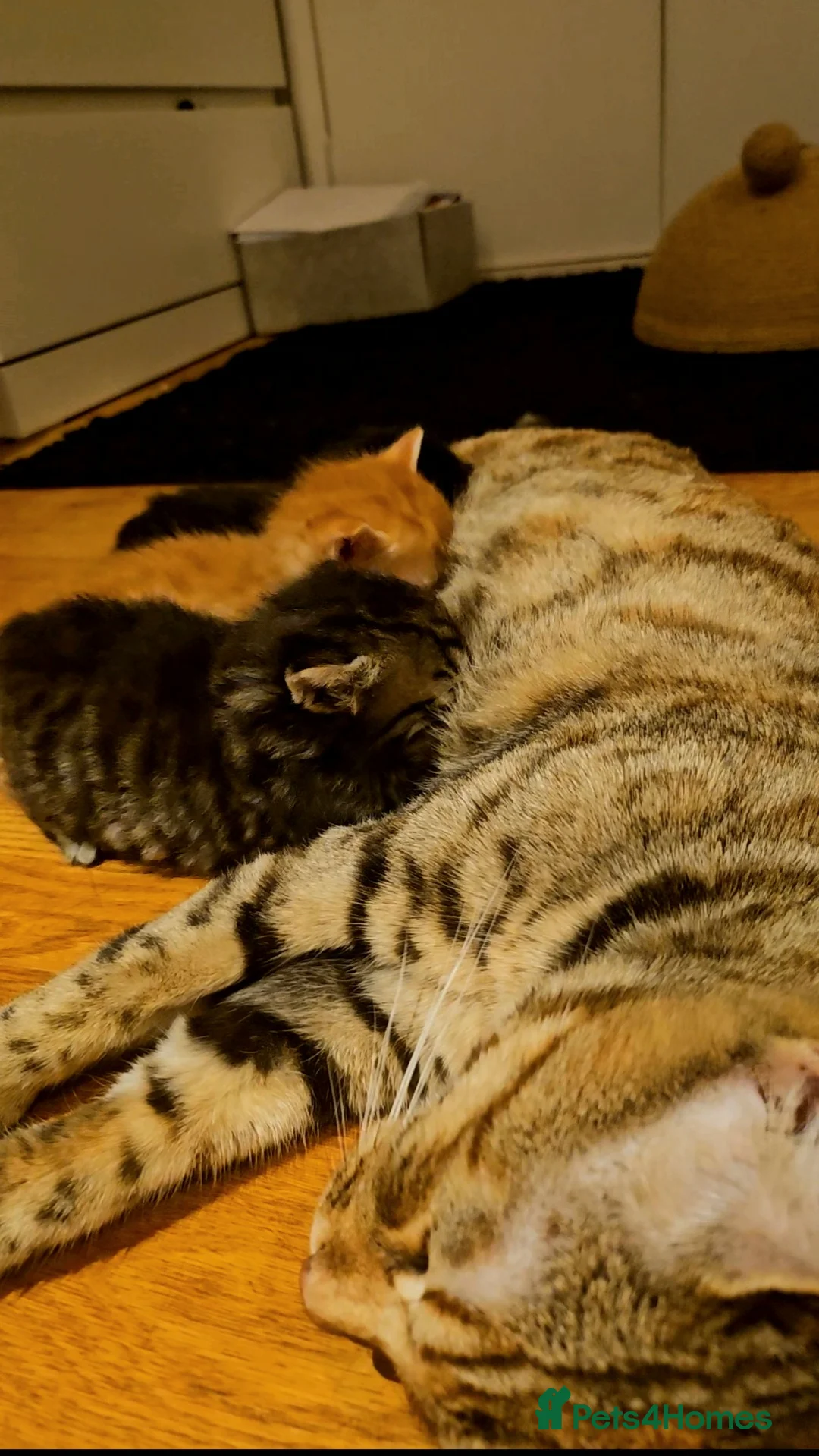 Mixed Breed cats for sale: Elven Bengal Mixes - Advert 10