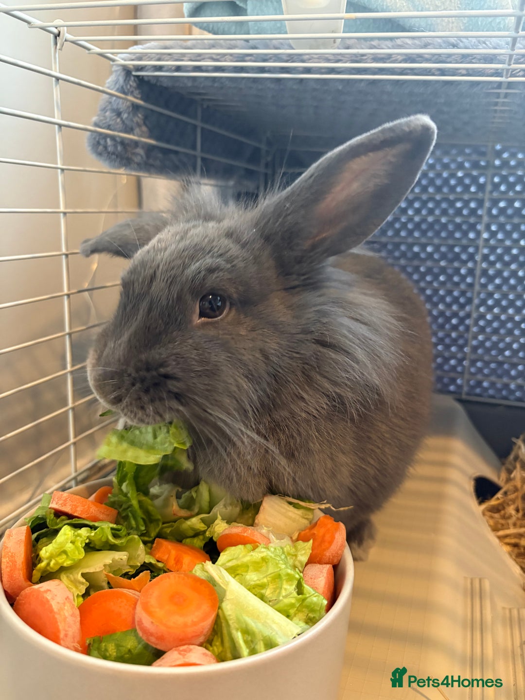 Mini Lion Lop rabbits for sale: Female Mini Lop Lionhead Rabbit – Indoor Only  - Advert 5