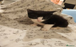 Mixed Breed cats for sale: Four adorable kittens - Image 5