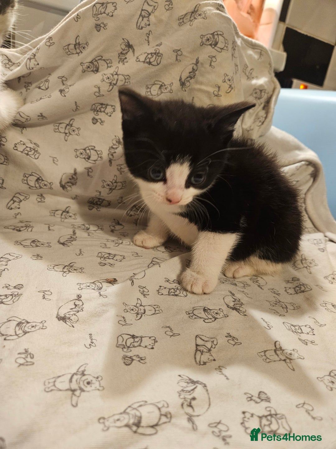 Mixed Breed cats for sale: Four adorable kittens - Image 5