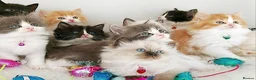 Ragdoll cats for sale: £Negotiable Beautiful cross Ragdoll/Persian😻😻😻 - Advert 2