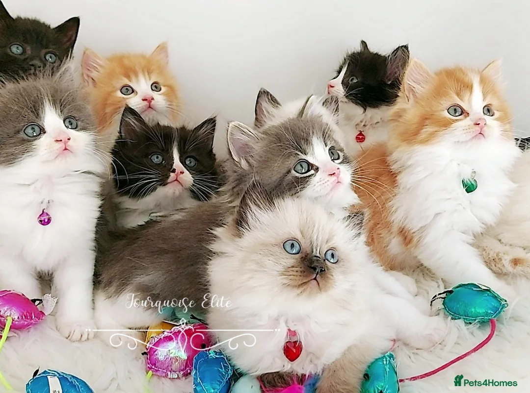 Ragdoll cats for sale: £Negotiable Beautiful cross Ragdoll/Persian😻😻😻 - Advert 2