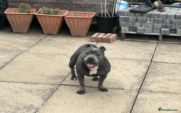 Staffordshire Bull Terrier dogs for sale: Staffordshire Bull terrier  in Birmingham - Image 7
