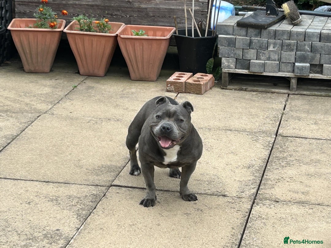 Staffordshire Bull Terrier dogs for sale: Staffordshire Bull terrier  in Birmingham - Image 7