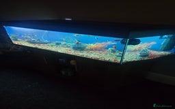 Other/Mixed Breed fish for sale: Tropical mix fish with aquarium  - Advert 4