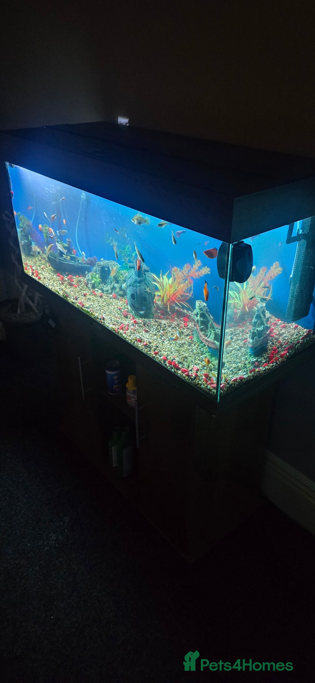 Other/Mixed Breed fish for sale: Tropical mix fish with aquarium  - Advert 4