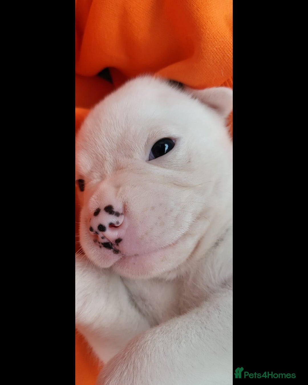 American Bulldog dogs for sale: American Bulldog Puppies – Ready Now! - Image 15