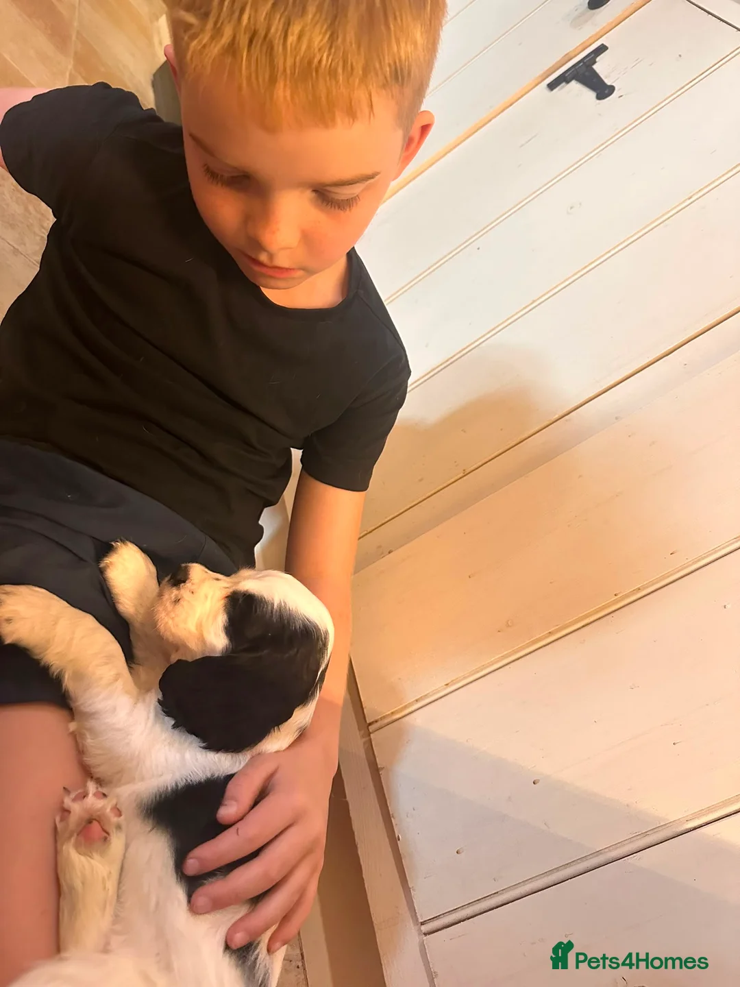 Cocker Spaniel dogs for sale: Cocker spaniel puppies - Advert 2