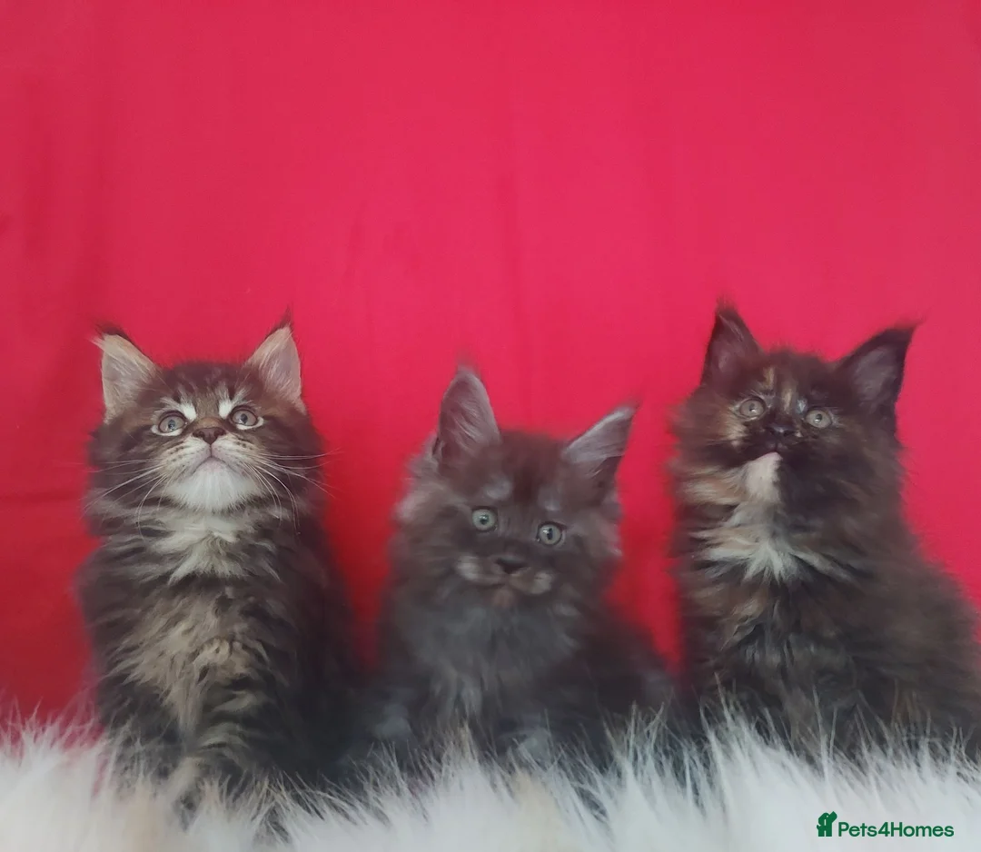 Maine Coon cats for sale: GCCF REGISTERED MAINE COON KITTENS FOR SALE  - Advert 2