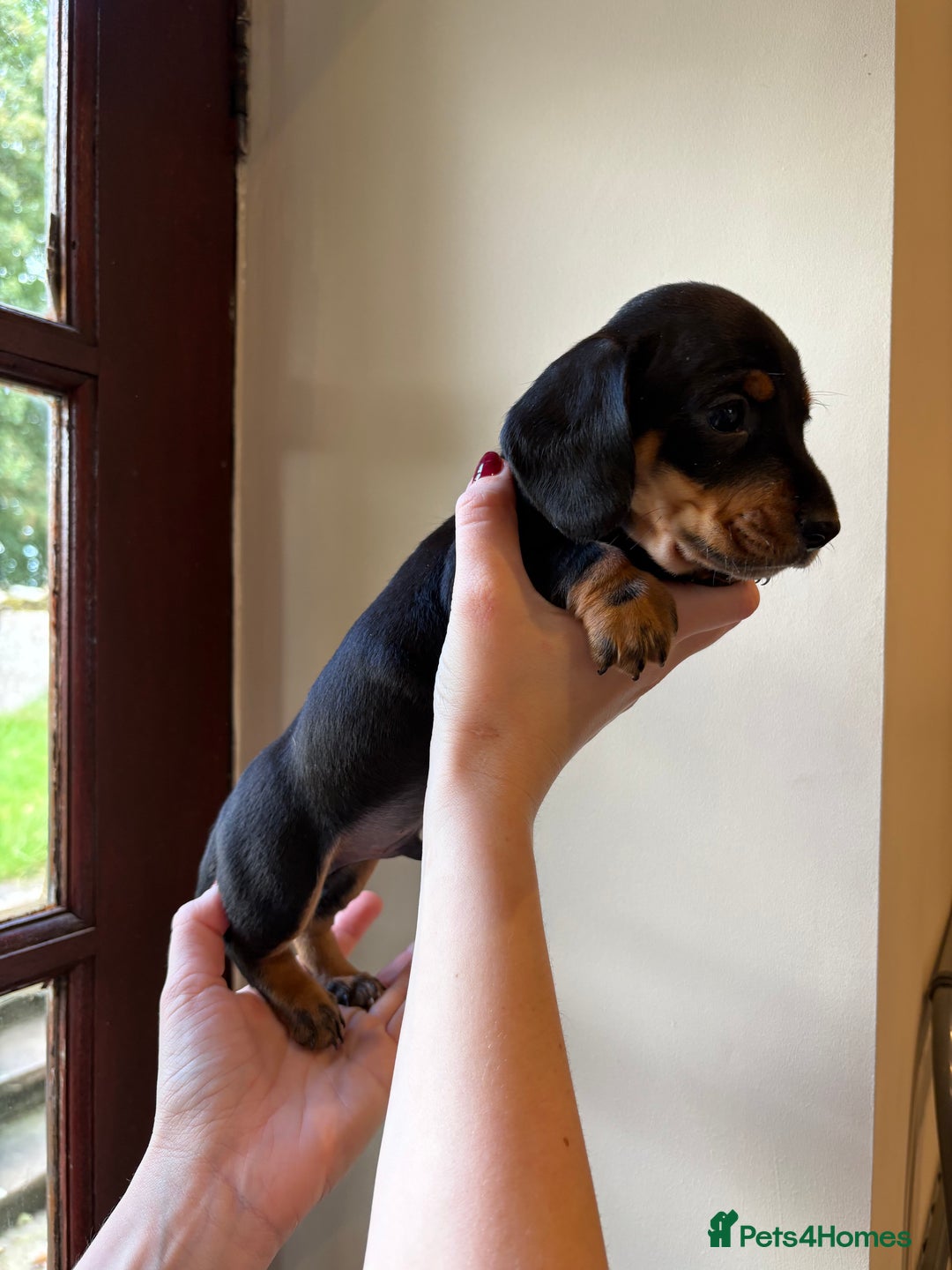 Miniature Dachshund dogs for sale: 2 miniature black and tan dachshund for sale  - Image 4