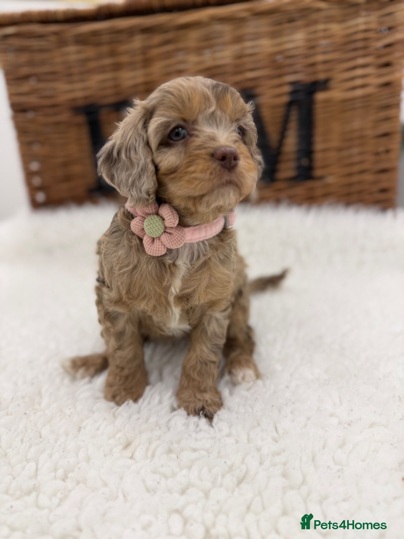 Cavapoo dogs F1 E ** tensively tested miniature cavapoos  - Advert 10