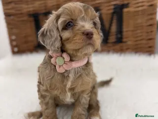 Cavapoo dogs F1 E ** tensively tested miniature cavapoos - Advert 10