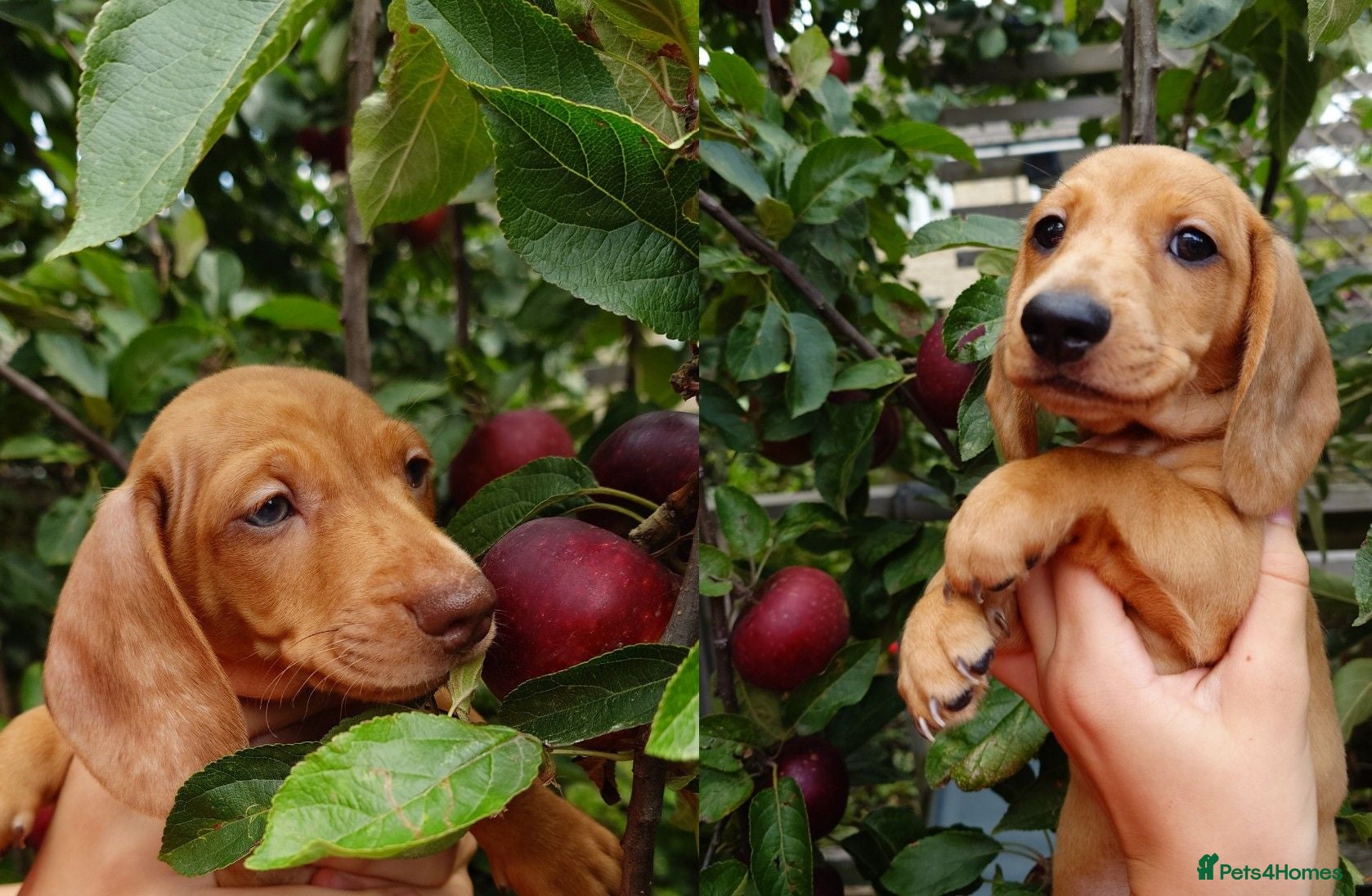Miniature Dachshund dogs Beautiful Miniature Puppy Dachsung  - Advert 2
