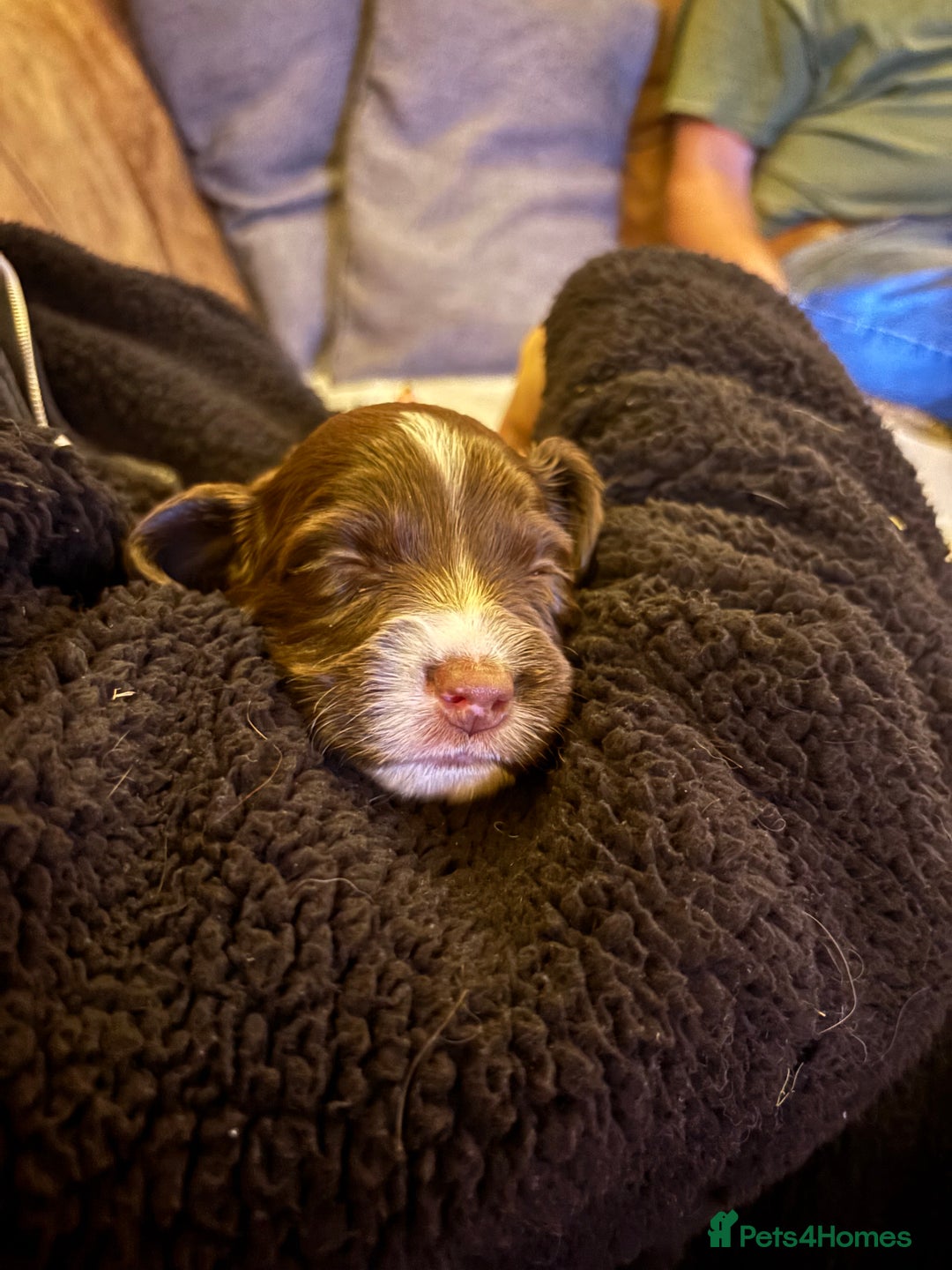 English Springer Spaniel dogs for sale: Sired by Brocklinton Bertie FTCH, docked - Image 6