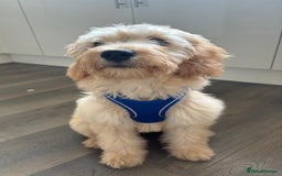 Miniature Poodle dogs for stud: Miniature poodle for stud. - Image 9
