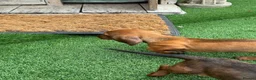 Miniature Dachshund dogs for sale: Miniature Daschund  - Advert 25