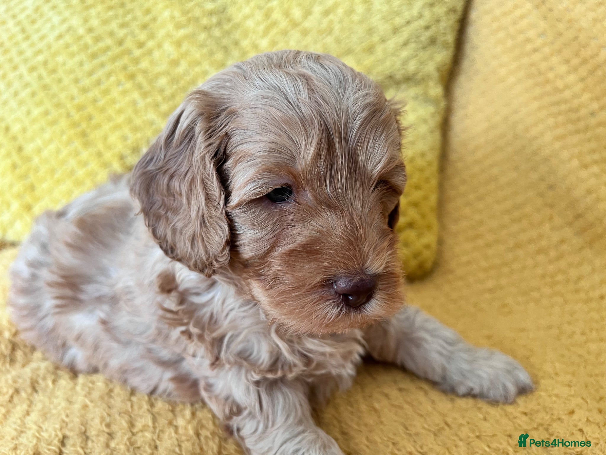 Cockapoo dogs Beautiful Cockapoo* Toy Poodle Puppies  - Advert 2