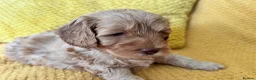Cockapoo dogs for sale: Beautiful Cockapoo* Toy Poodle Puppies  - Advert 2