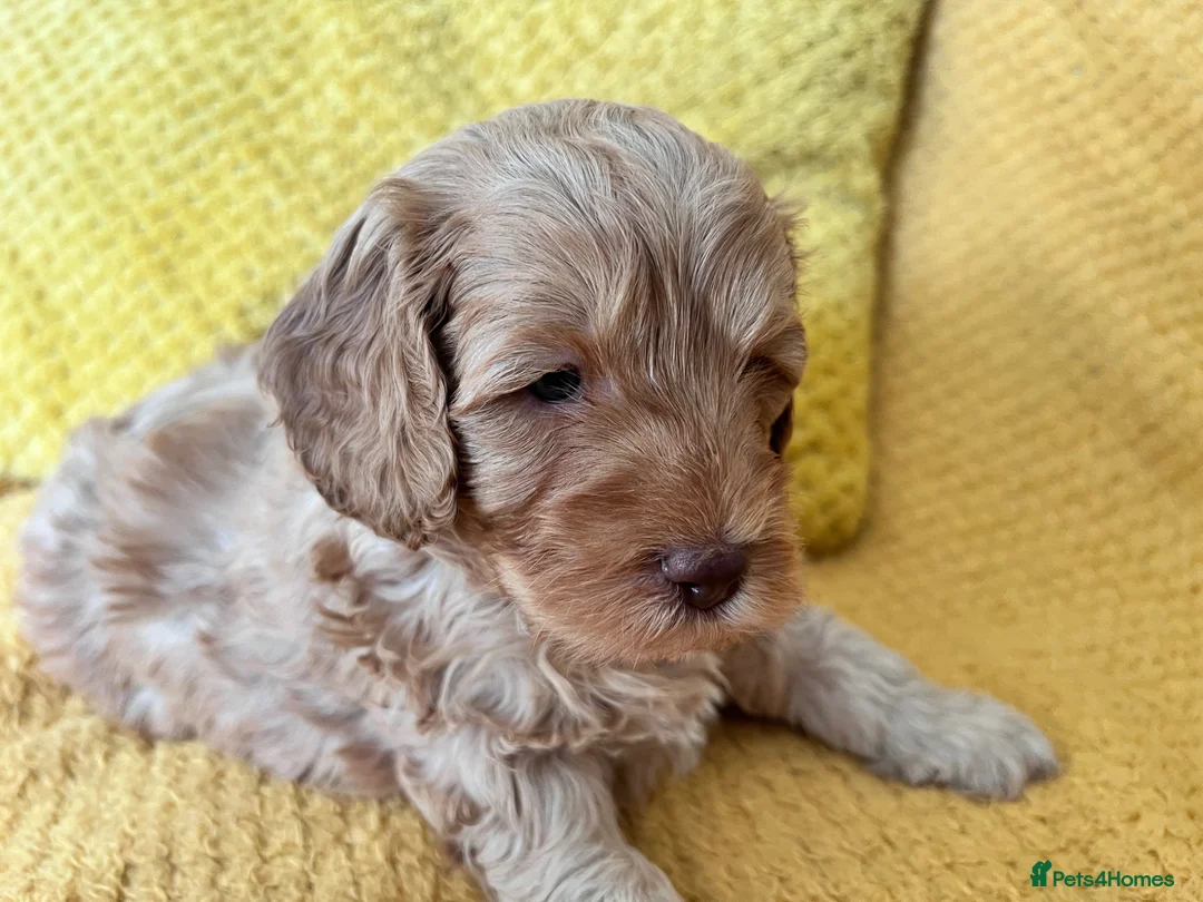 Cockapoo dogs for sale: Beautiful Cockapoo* Toy Poodle Puppies  - Advert 2