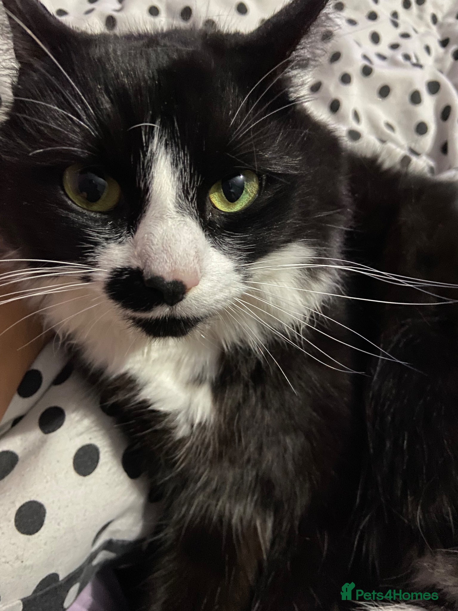 Mixed Breed cats Male kittens  - Advert 1