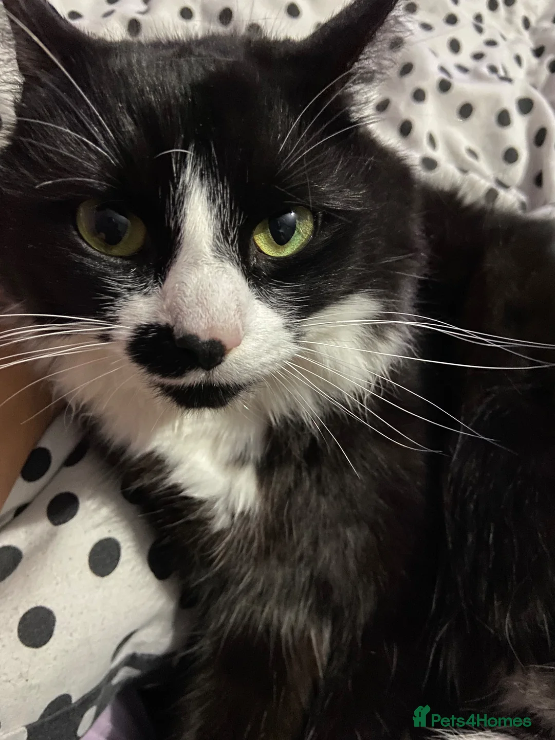 Mixed Breed cats for sale: Male kittens  in Redditch - Advert 1