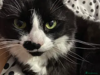 Mixed Breed cats Male kittens - Advert 4