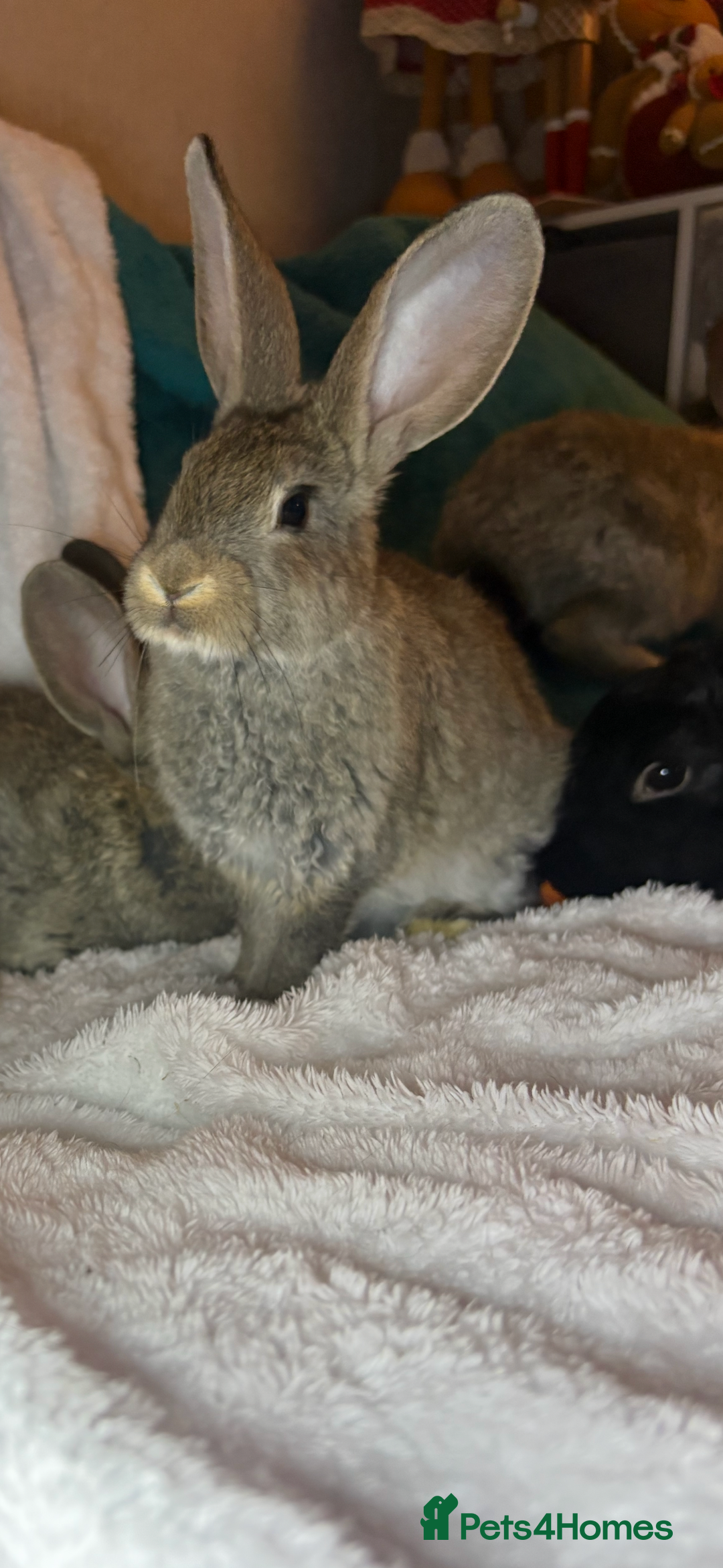 Continental Giant rabbits for sale: Beautiful continental giant baby rabbits ready  - Advert 4
