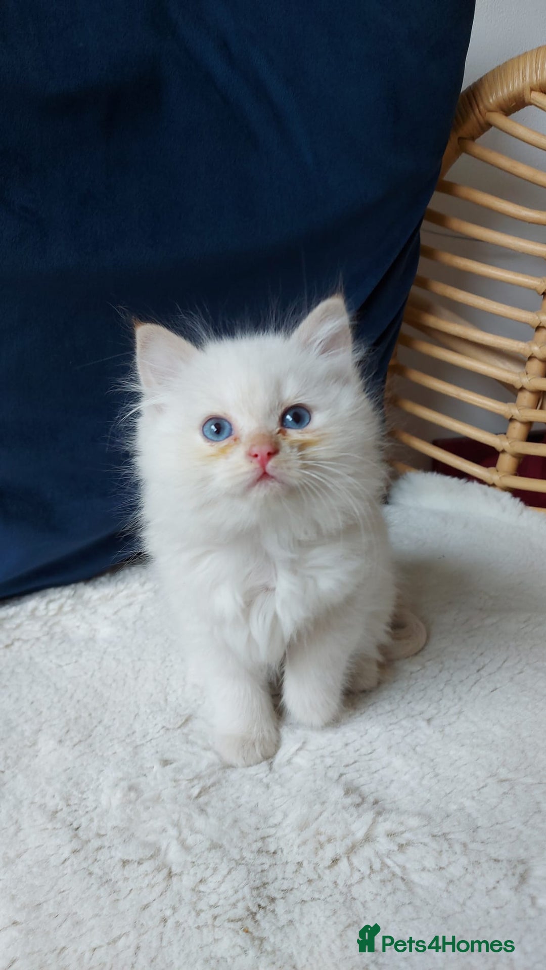 Siamese cats for sale: Ready to Leave Flame Point Siamese Kittens - Image 16