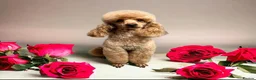 Miniature Poodle dogs for stud: KCd Red Miniature poodle standing at stud  - Advert 5